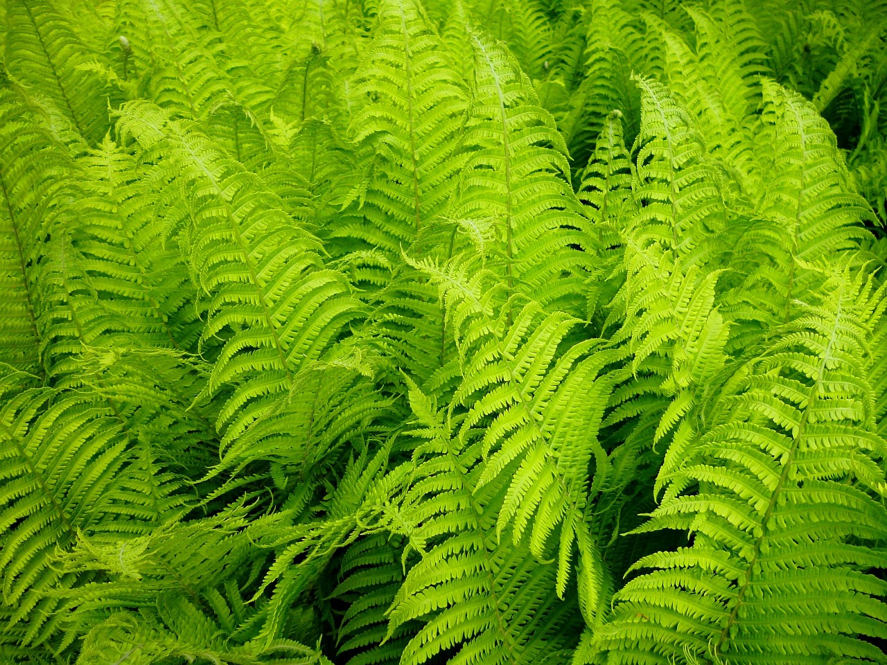 fern vessel sporenpflanze fiddlehead free photo