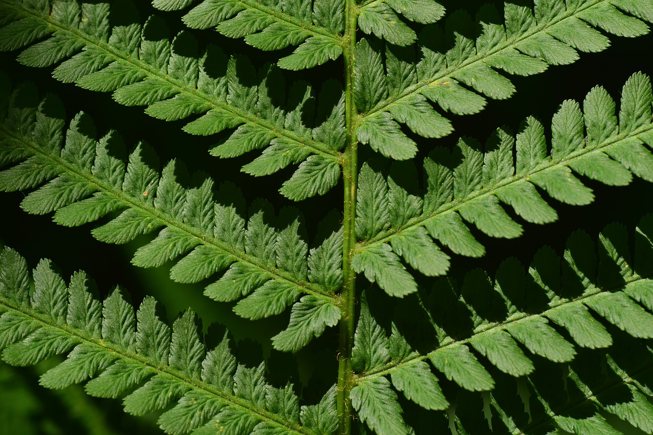 fern  fiddlehead  green free photo