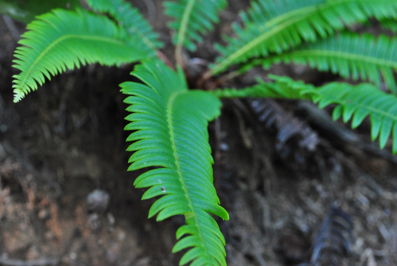 fern  green  plant free photo