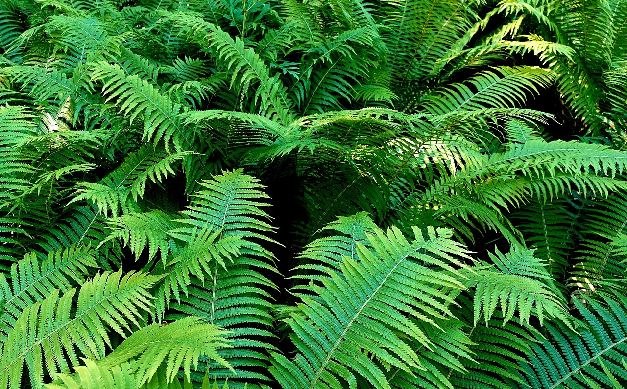 fern  plant  green free photo