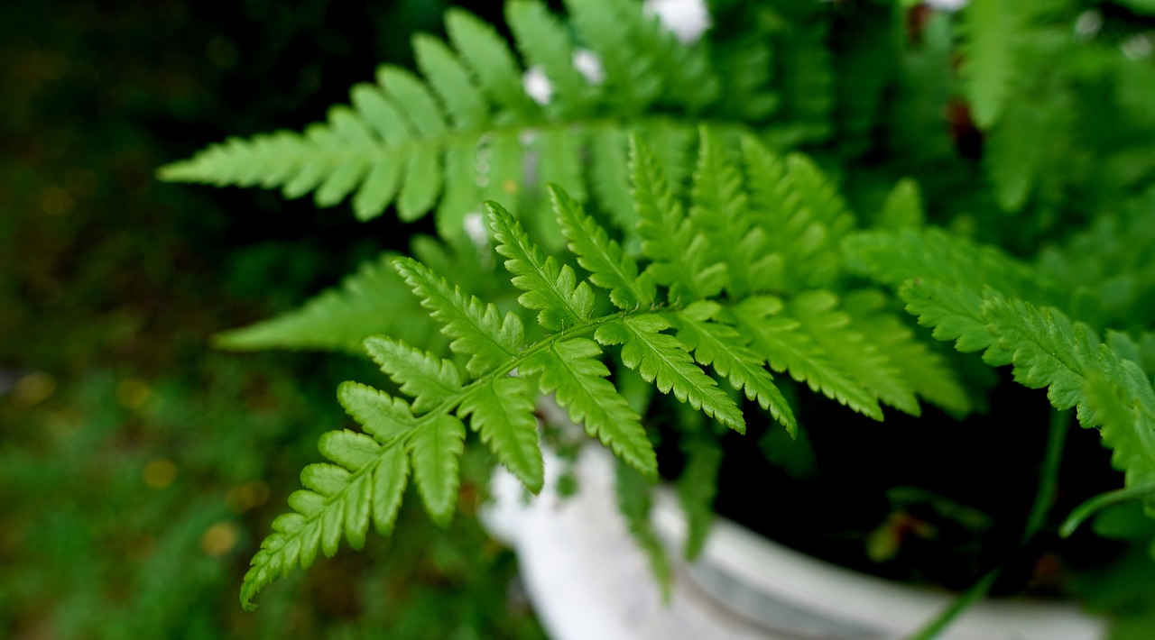 fern  plant  green free photo