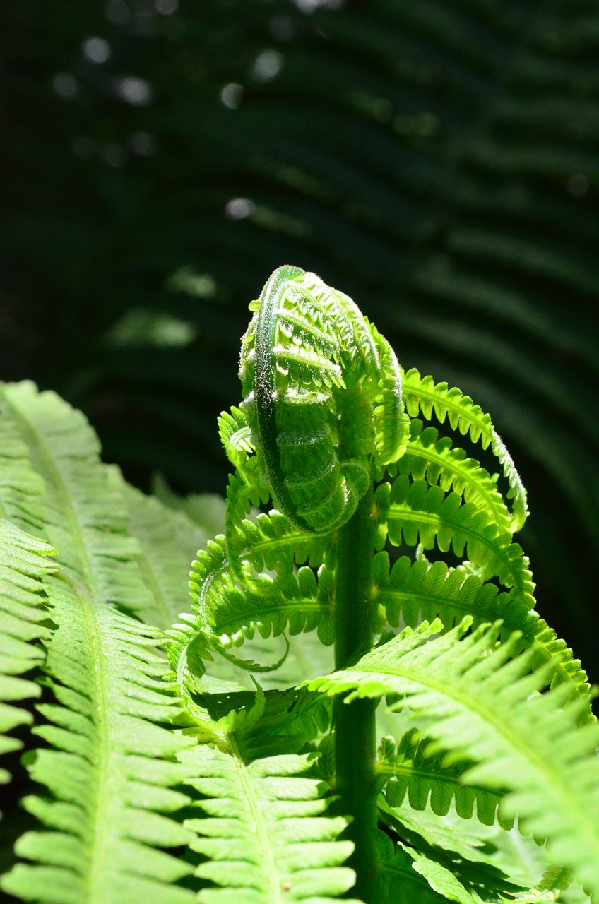 fern leaf fern green free photo