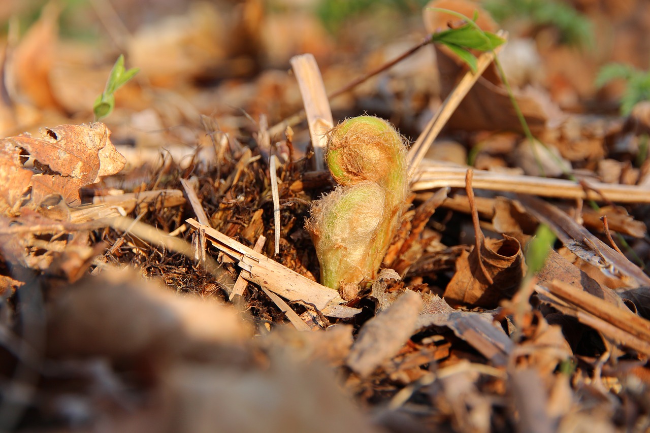 fern  rostock  spring free photo