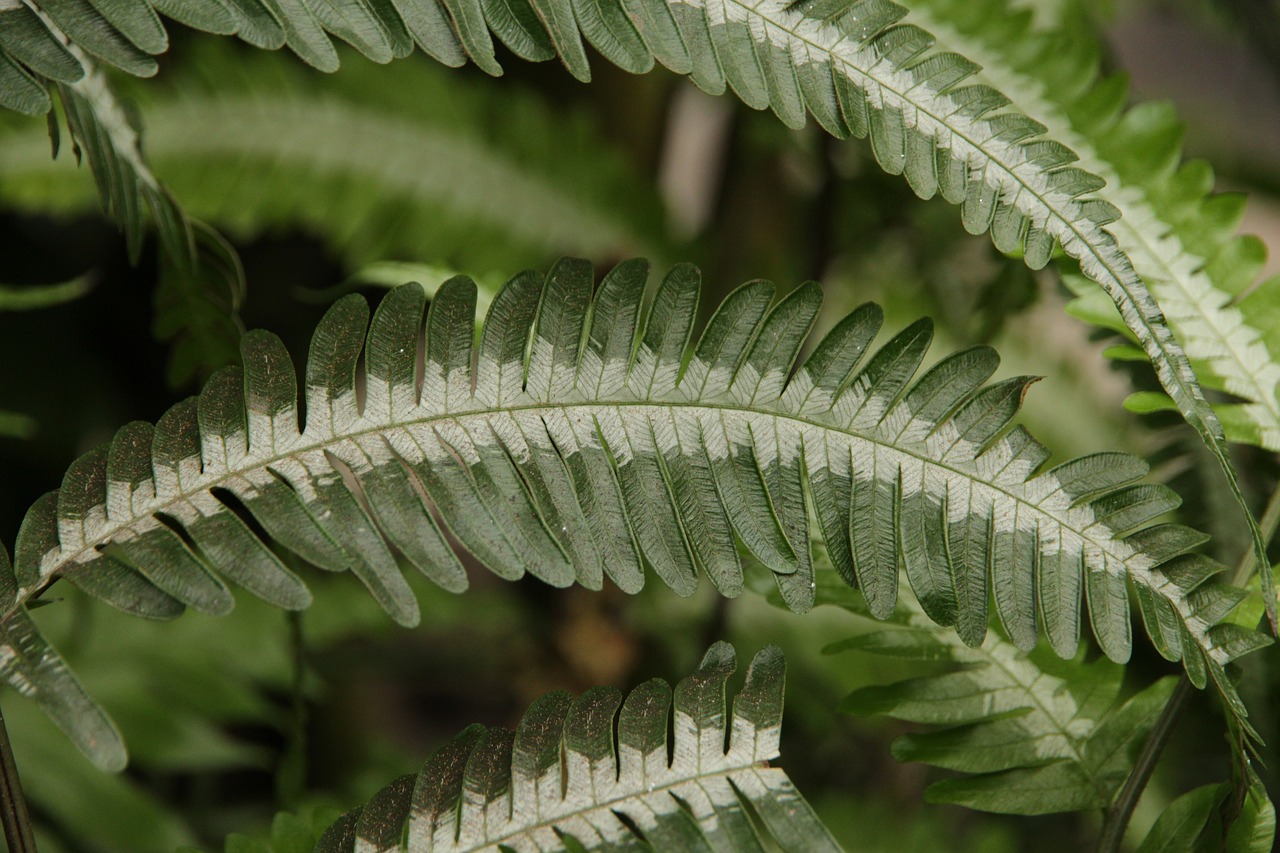 fern  plant  green free photo