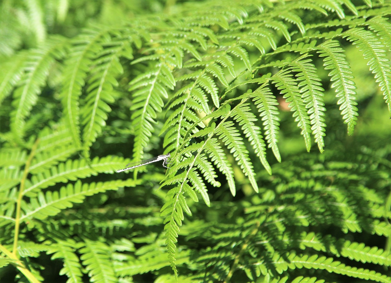 fern  nature  woodland free photo