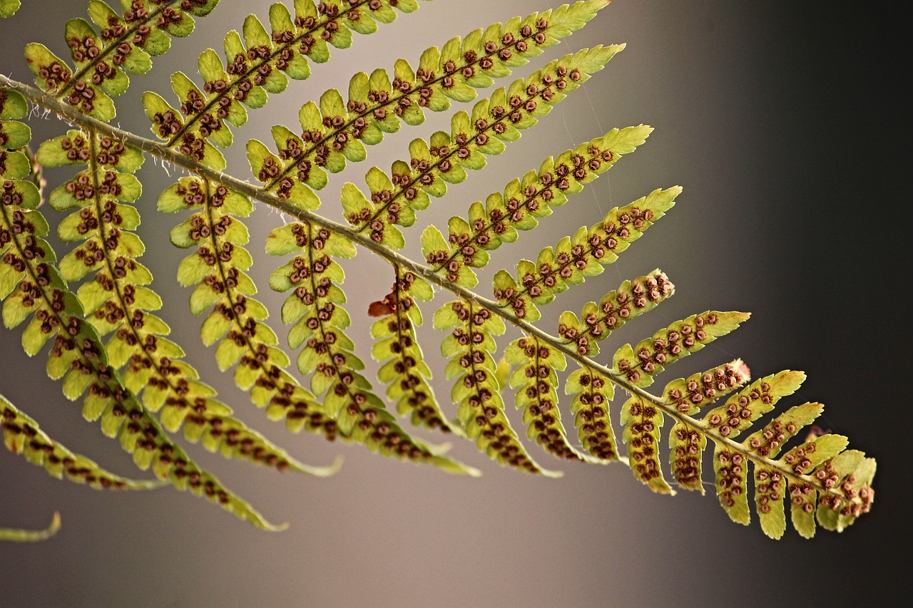fern  fern leaf  sporangia free photo