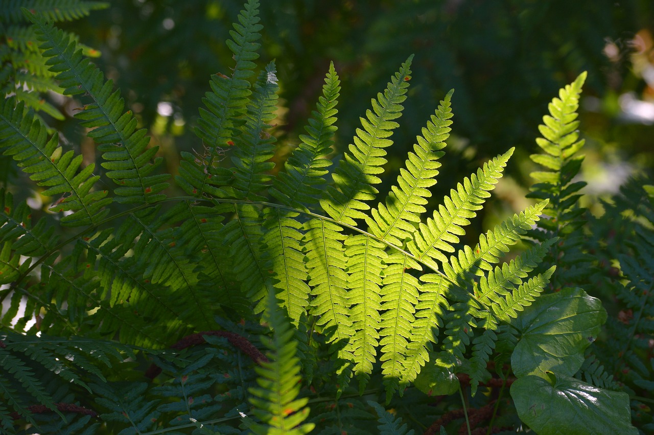 fern  plants  nature free photo