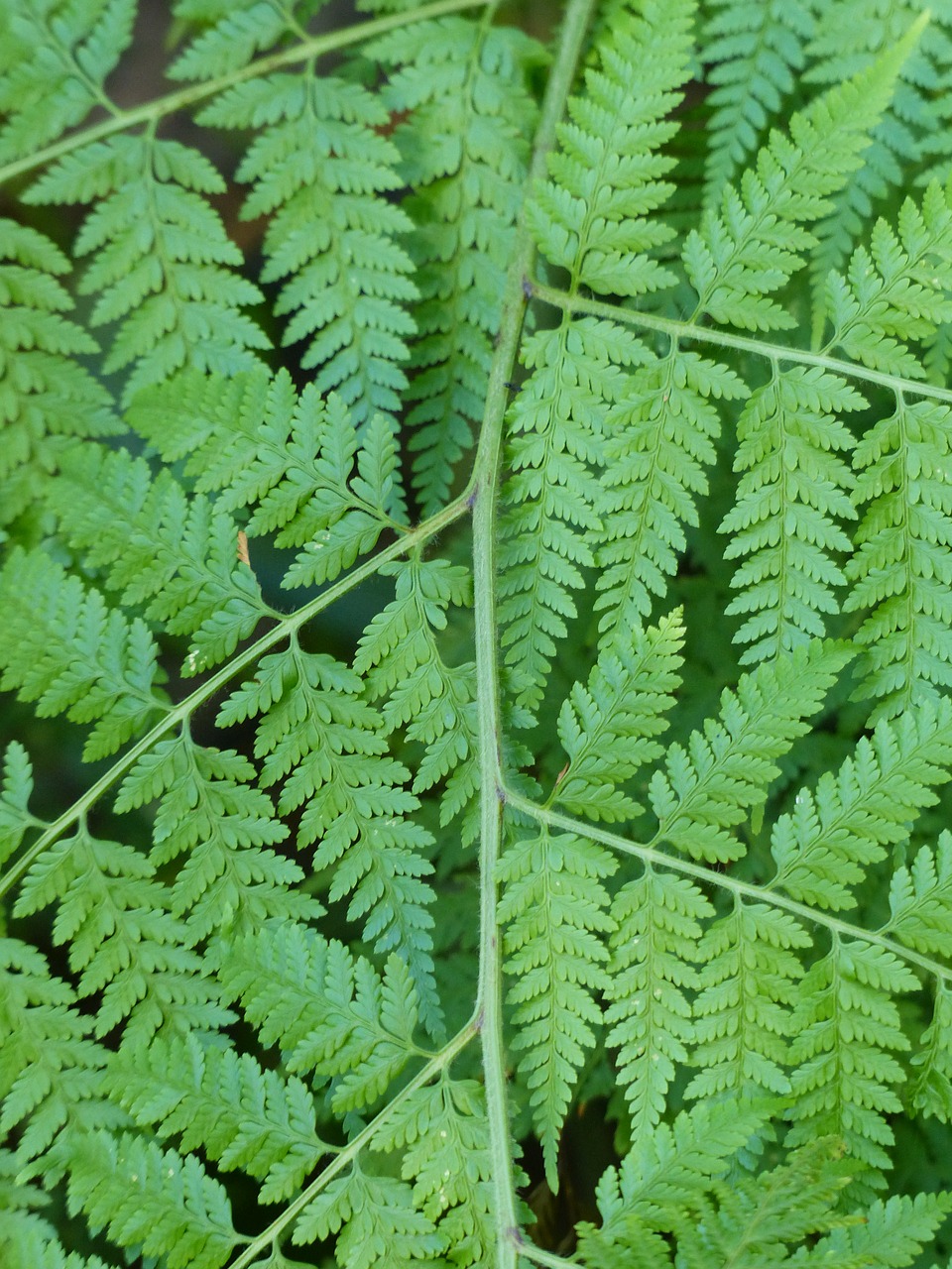 fern bracken leaf free photo