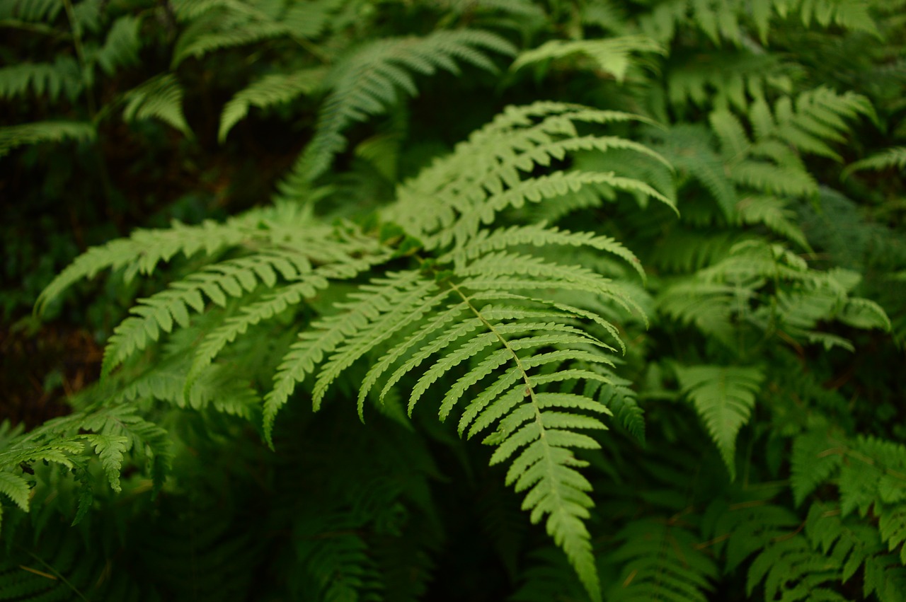 fern  leaves  green free photo