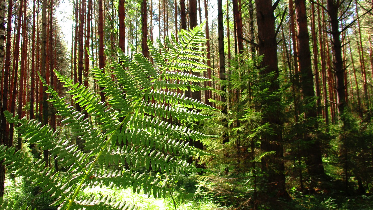 fern  forest  tree free photo