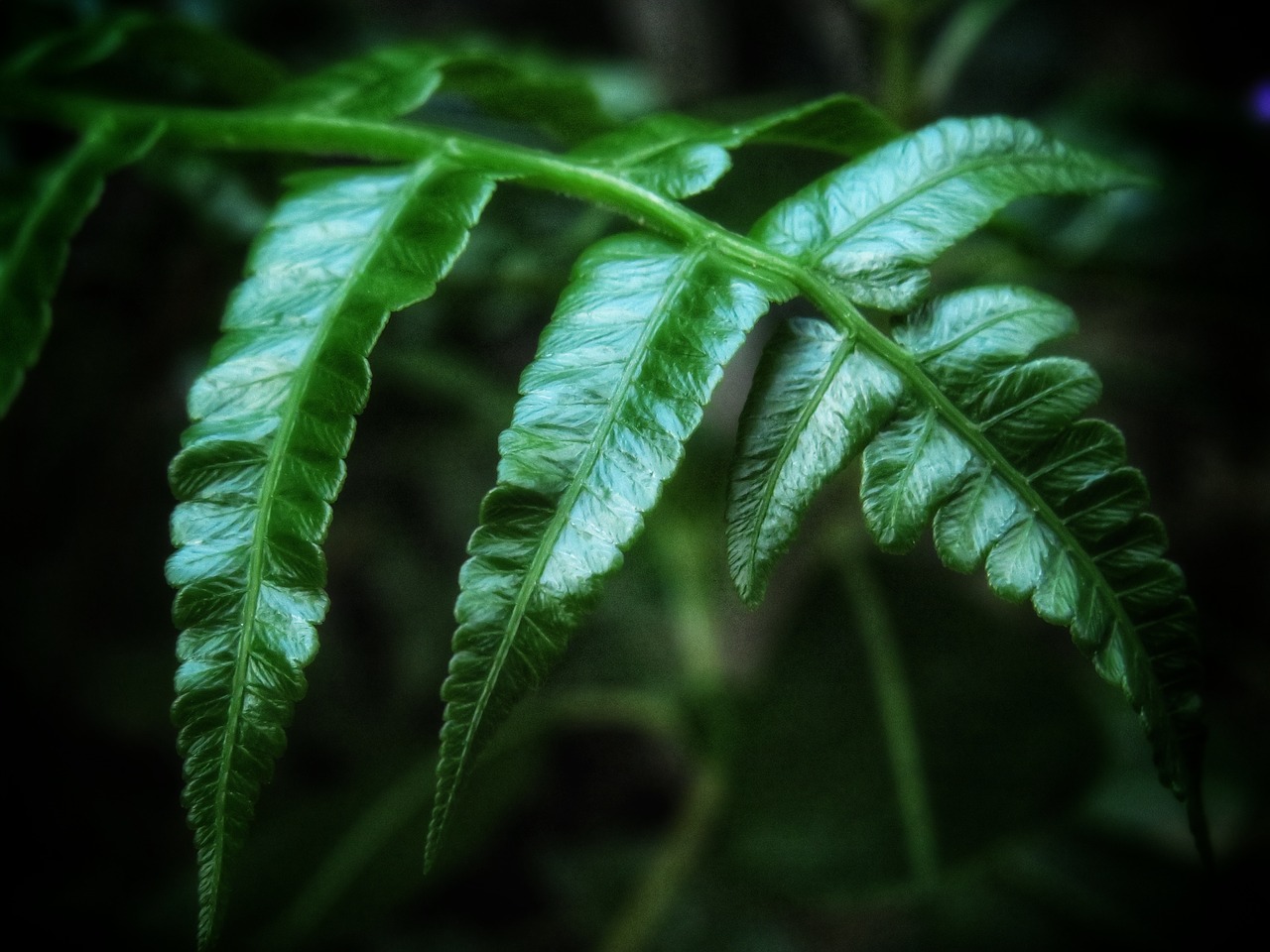 fern  leaves  green free photo