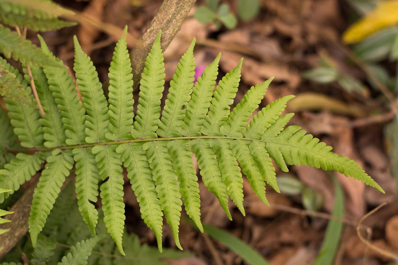 fern  park  green free photo