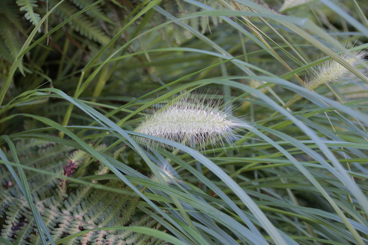 fern  plant  nature free photo