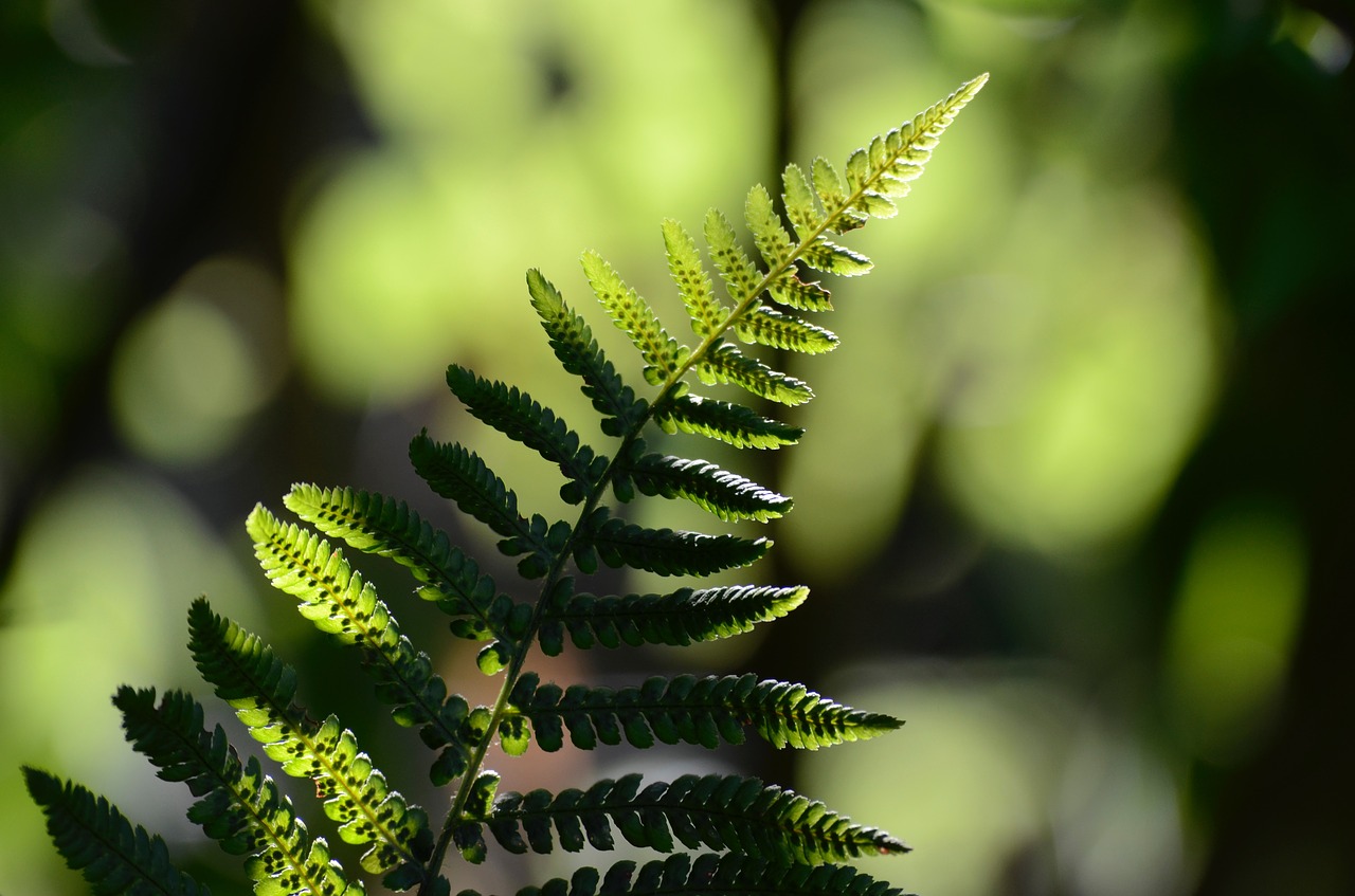 fern  summer  sun free photo