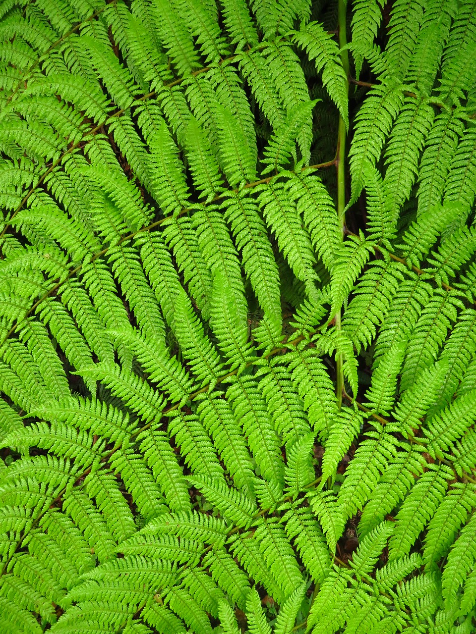 fern  green  plant free photo