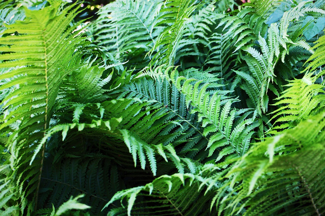 fern fiddlehead fern plant free photo