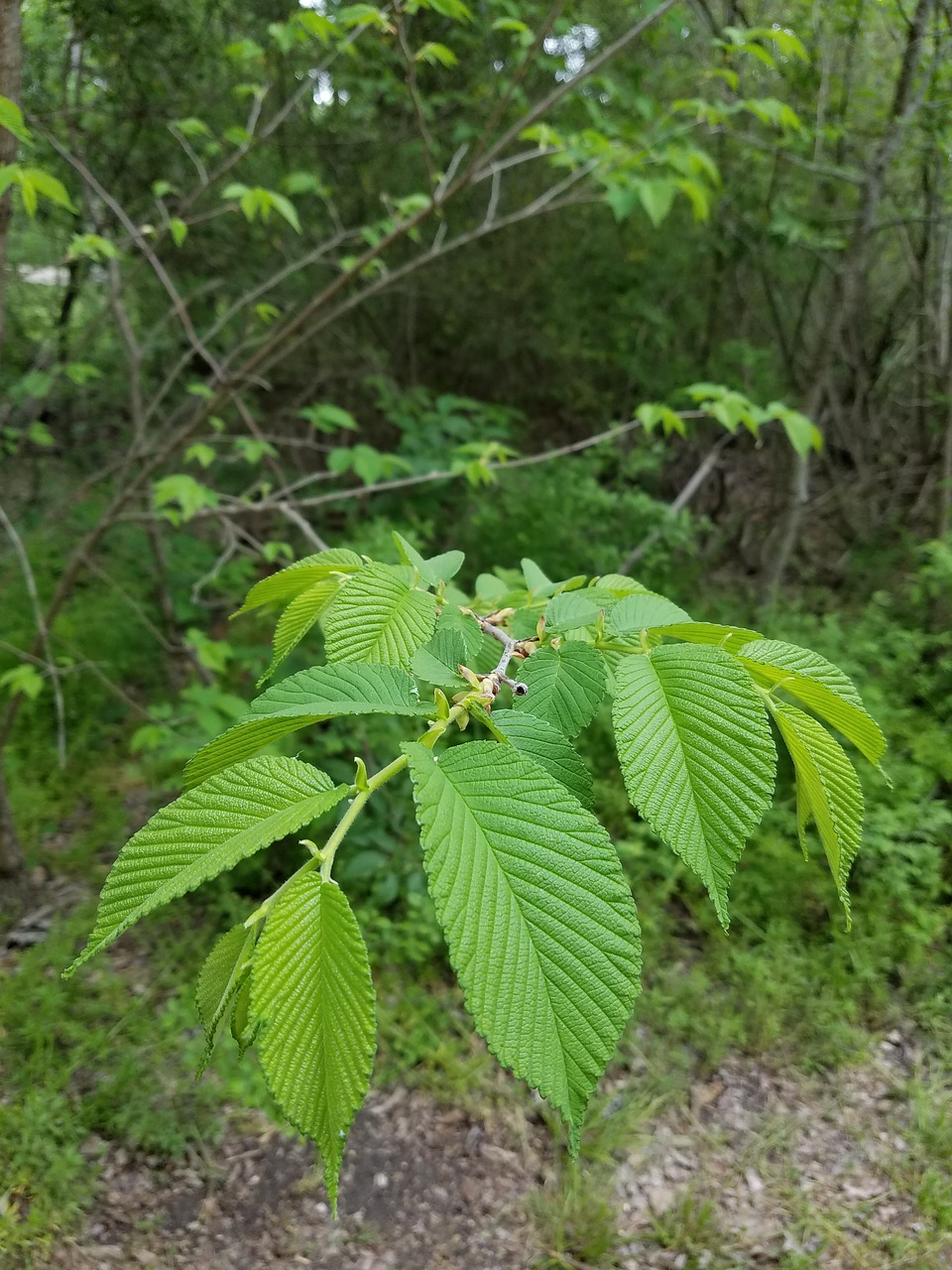 fern  forest  plant free photo