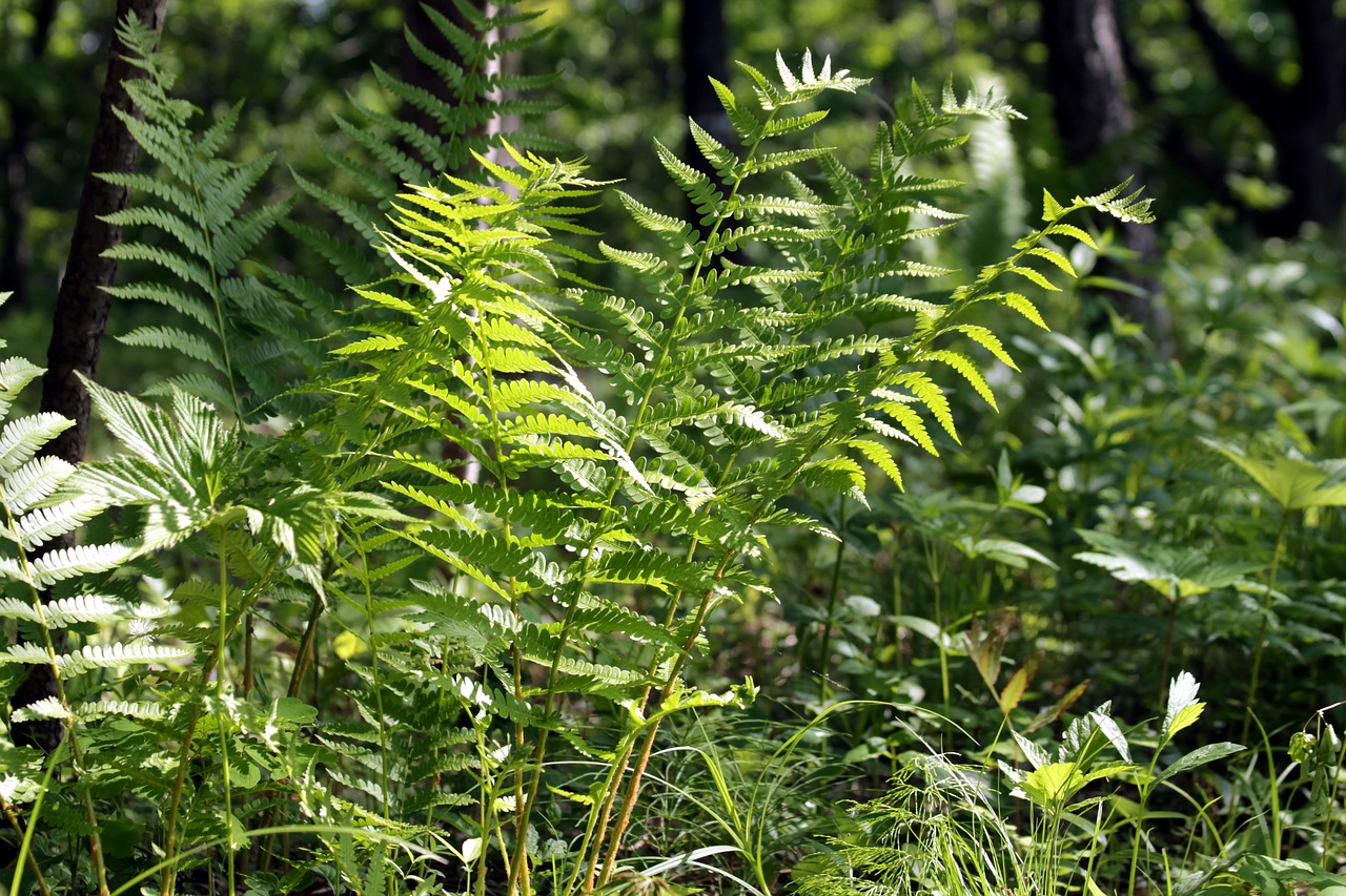 fern  grass  forest free photo