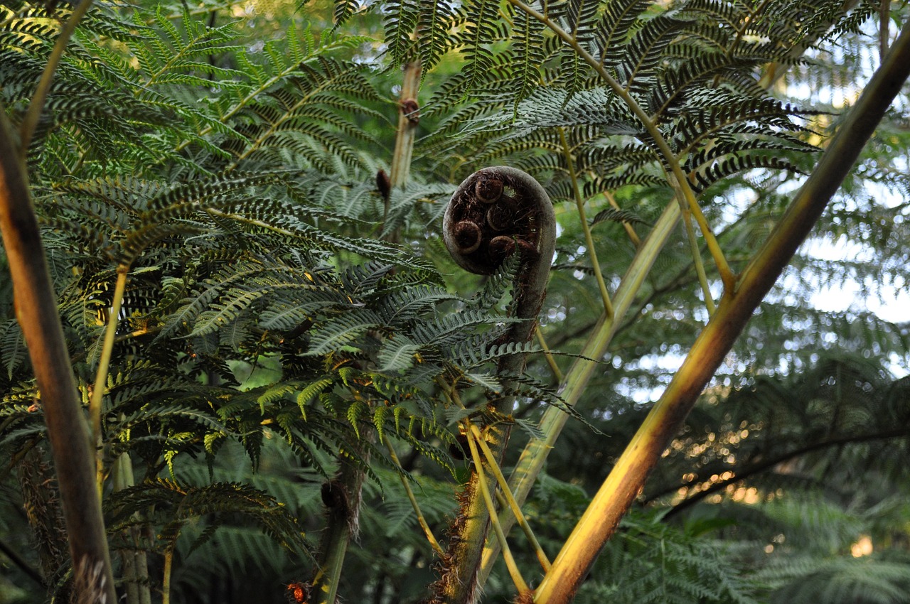 fern  ferns  plant free photo