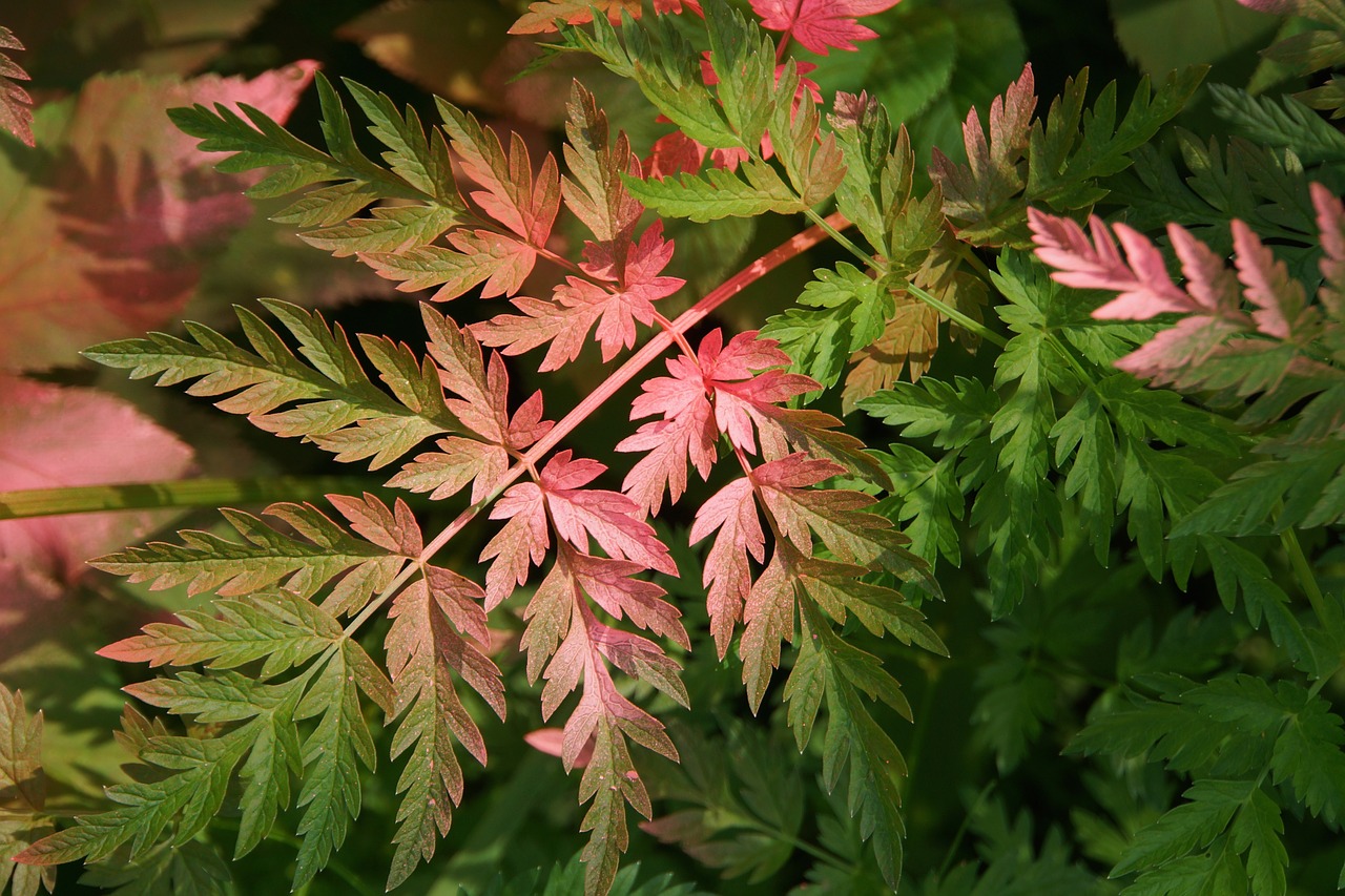 fern plant defaced free photo