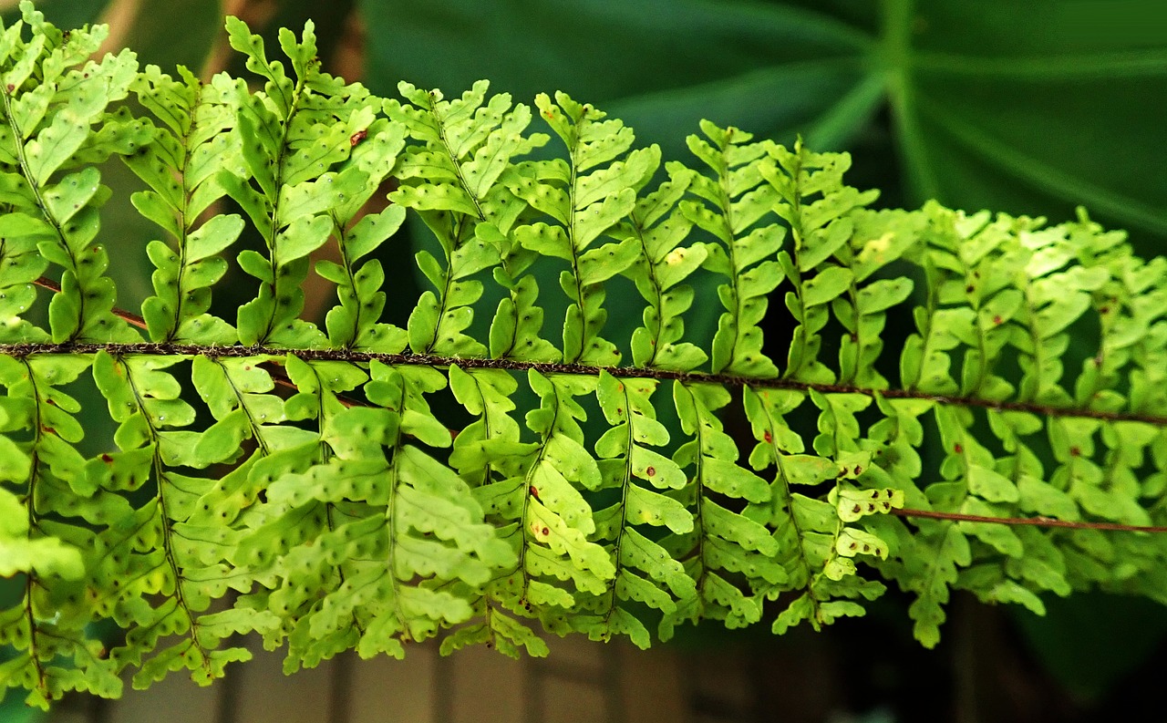 fern  frond  leaf free photo