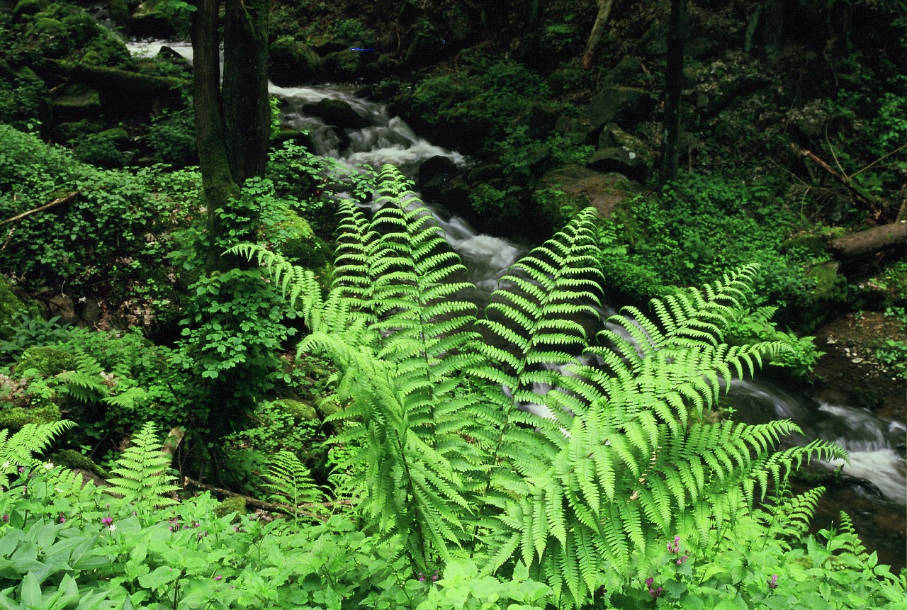 fern plant flora free photo