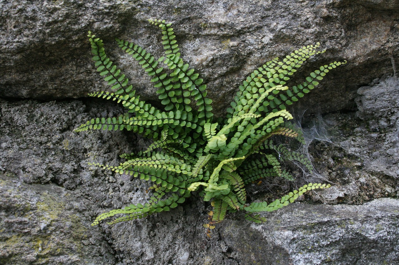 fern wall green free photo