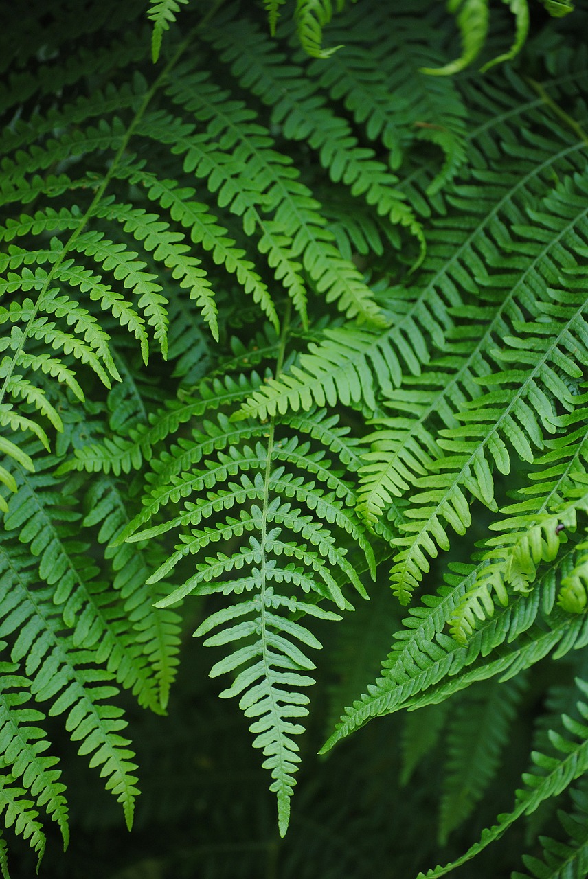 fern fiddlehead green free photo