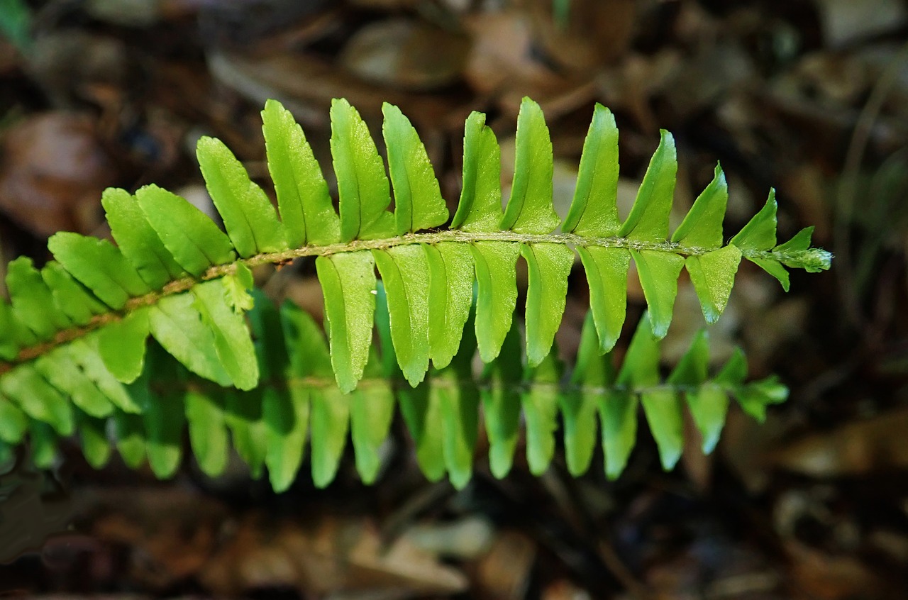 fern  leaf  plant free photo