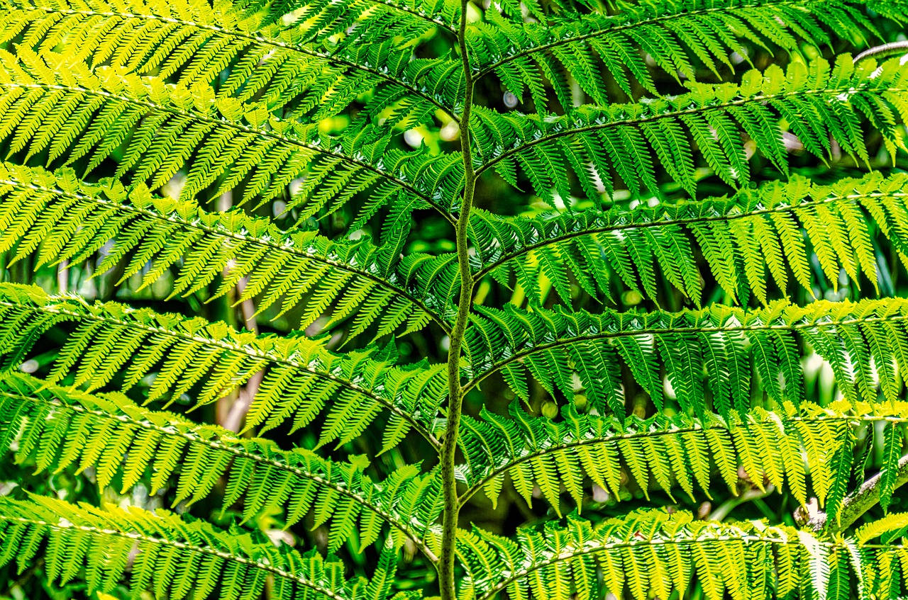 fern  green  pattern free photo