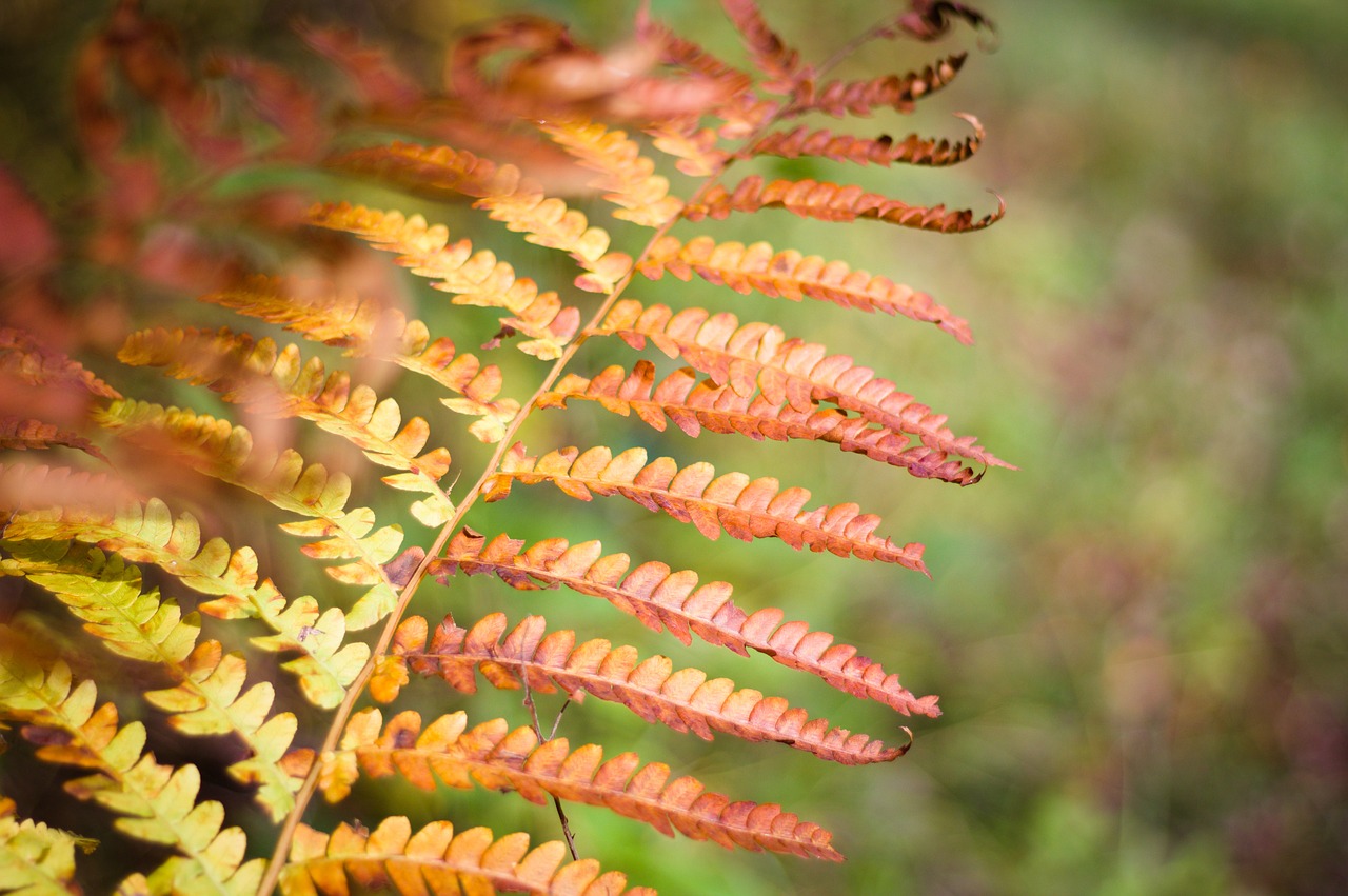 fern  forest  woods free photo