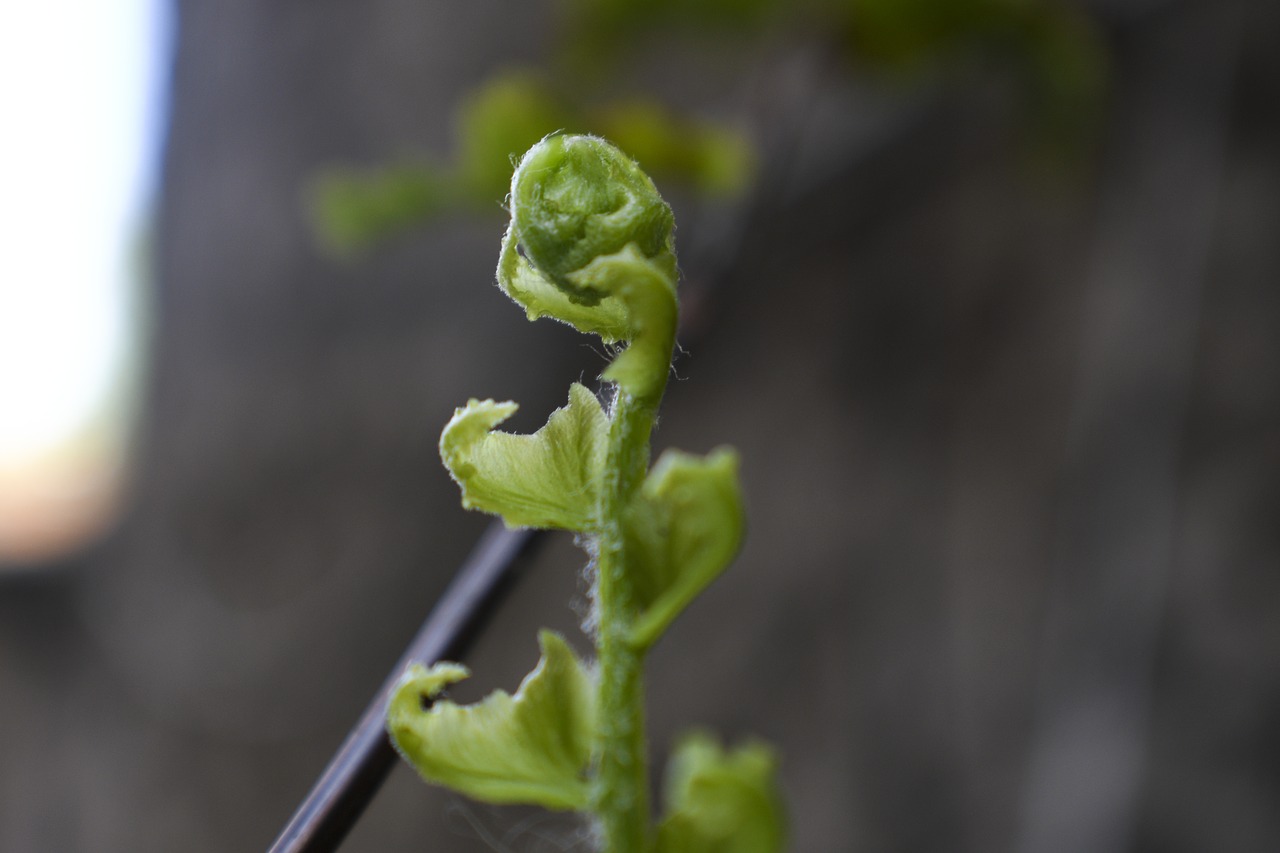 fern  regrowth  green free photo