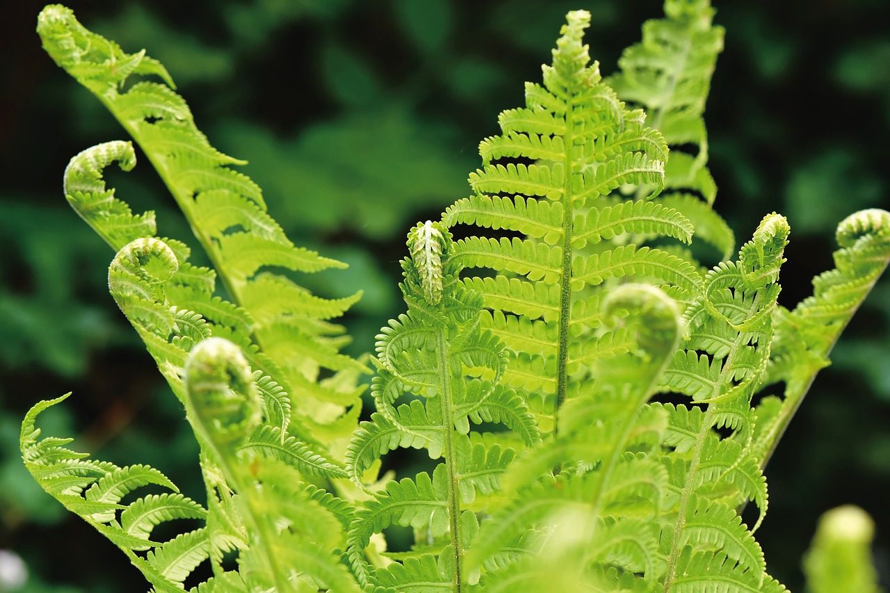 fern  fern leaves  fern plant free photo