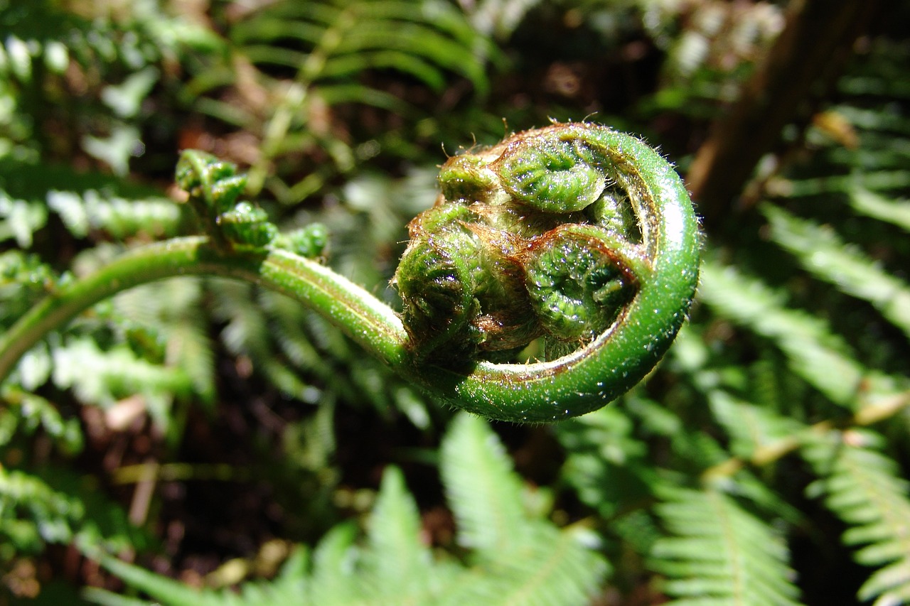 fern  plant  green free photo