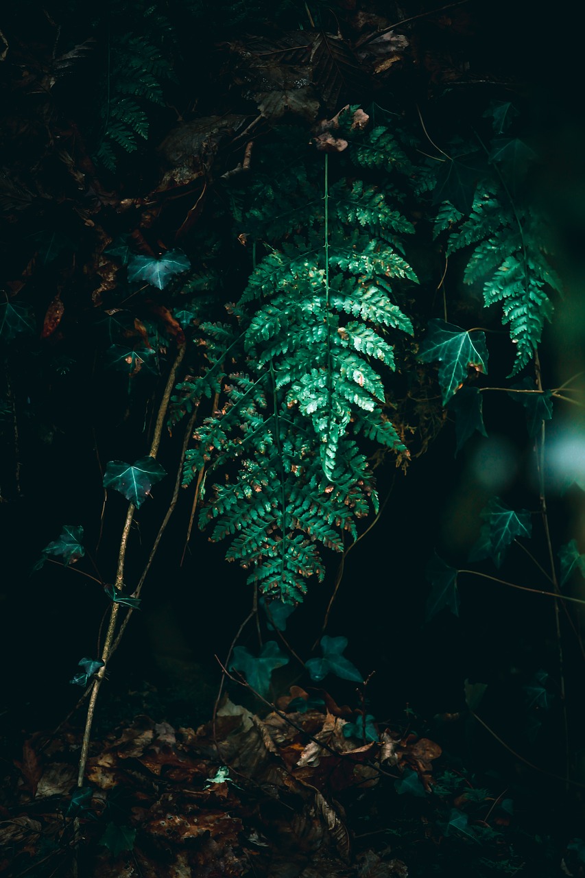 fern  green  nature free photo