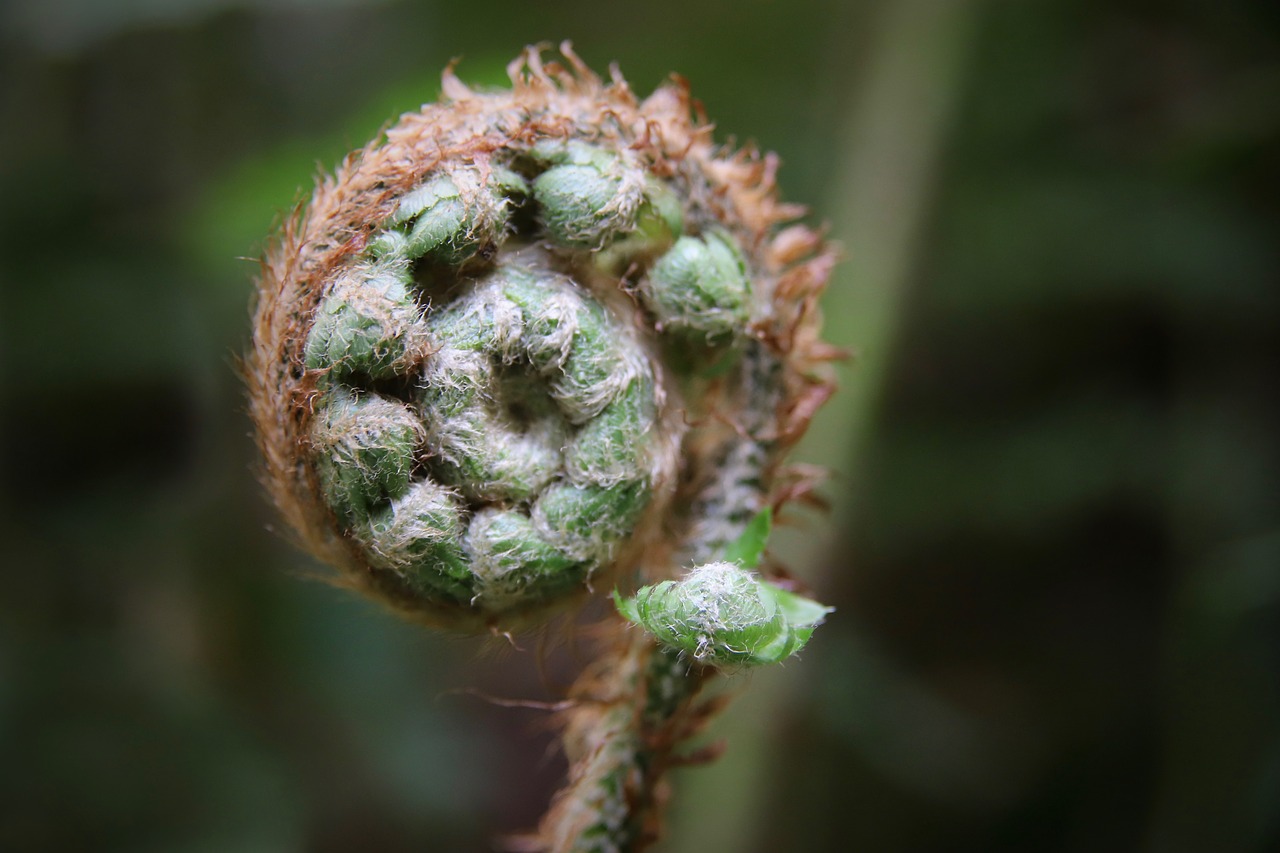 fern  green  sprout free photo