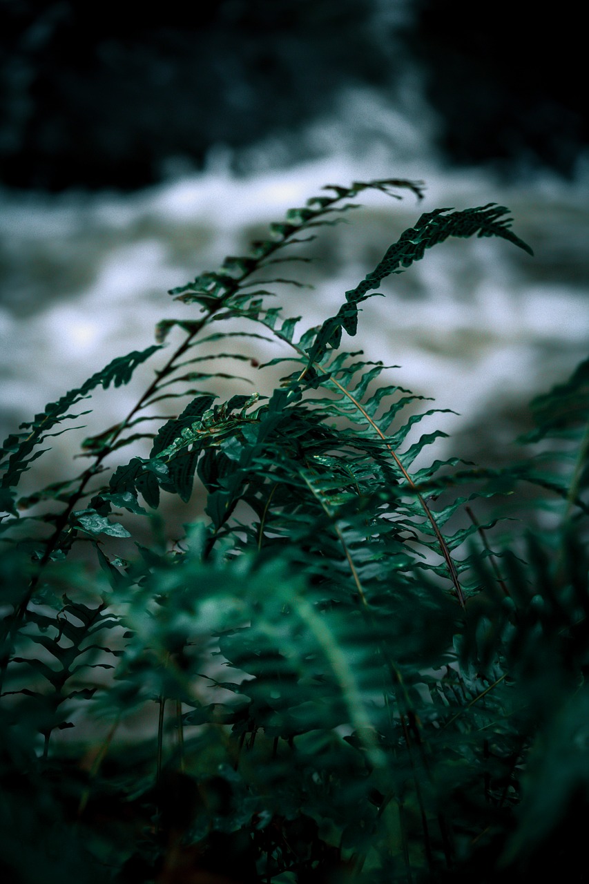 fern  nature  green free photo