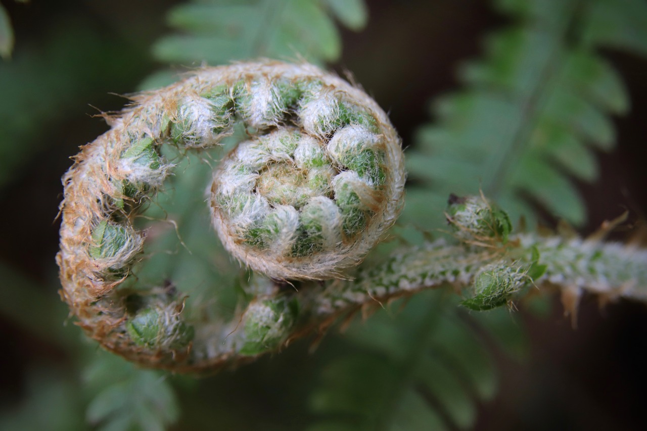 Fern, green, garden, sprout, spring - free image from needpix.com