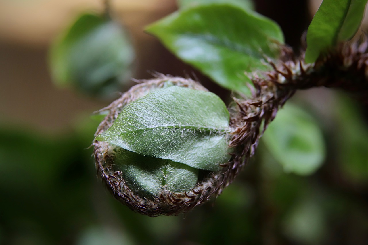 fern  sickle fern  green free photo