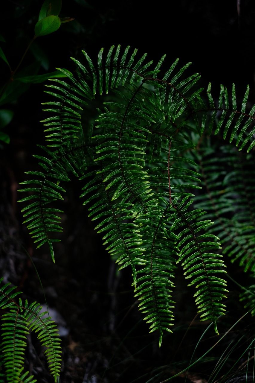 fern  plant  green free photo