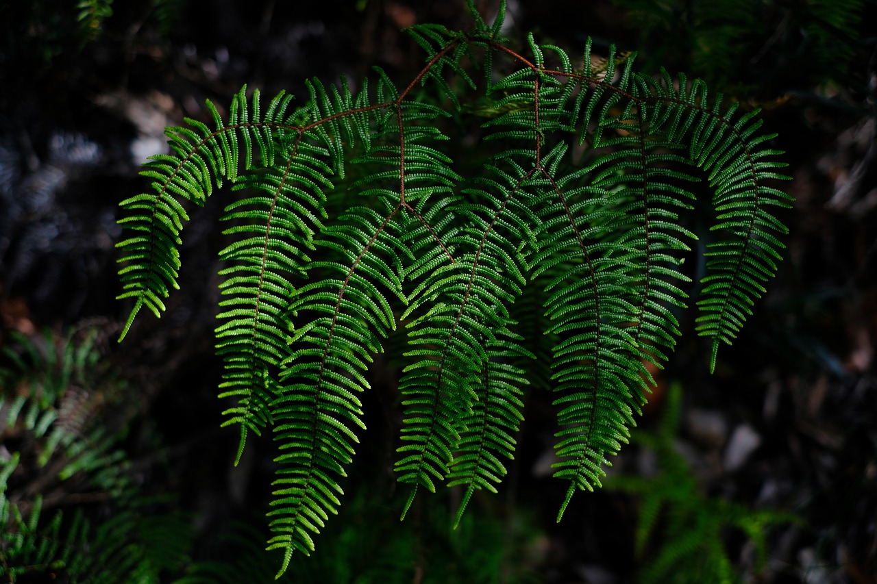 fern  plant  green free photo