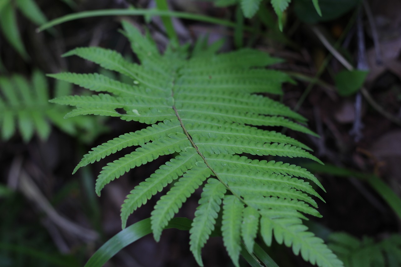 fern  grass tree  the leaves free photo