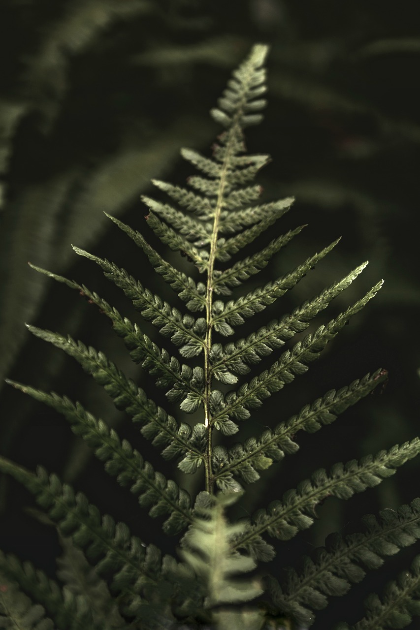 fern  plant  green free photo