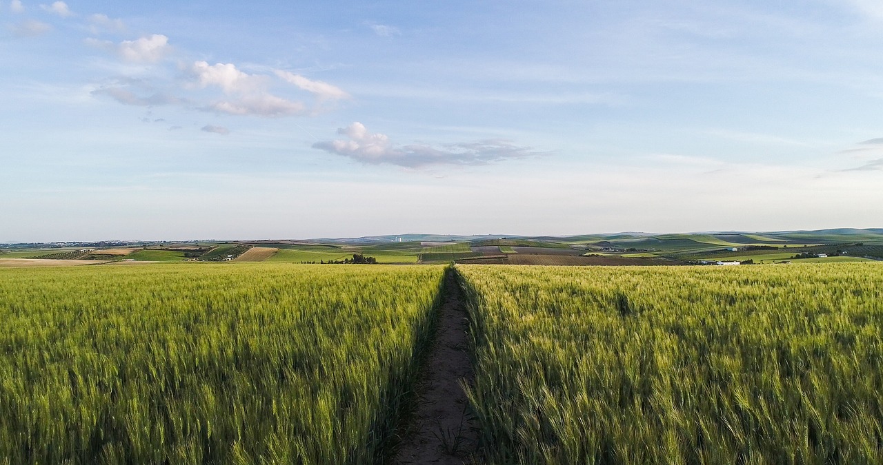 fern  agriculture  field free photo