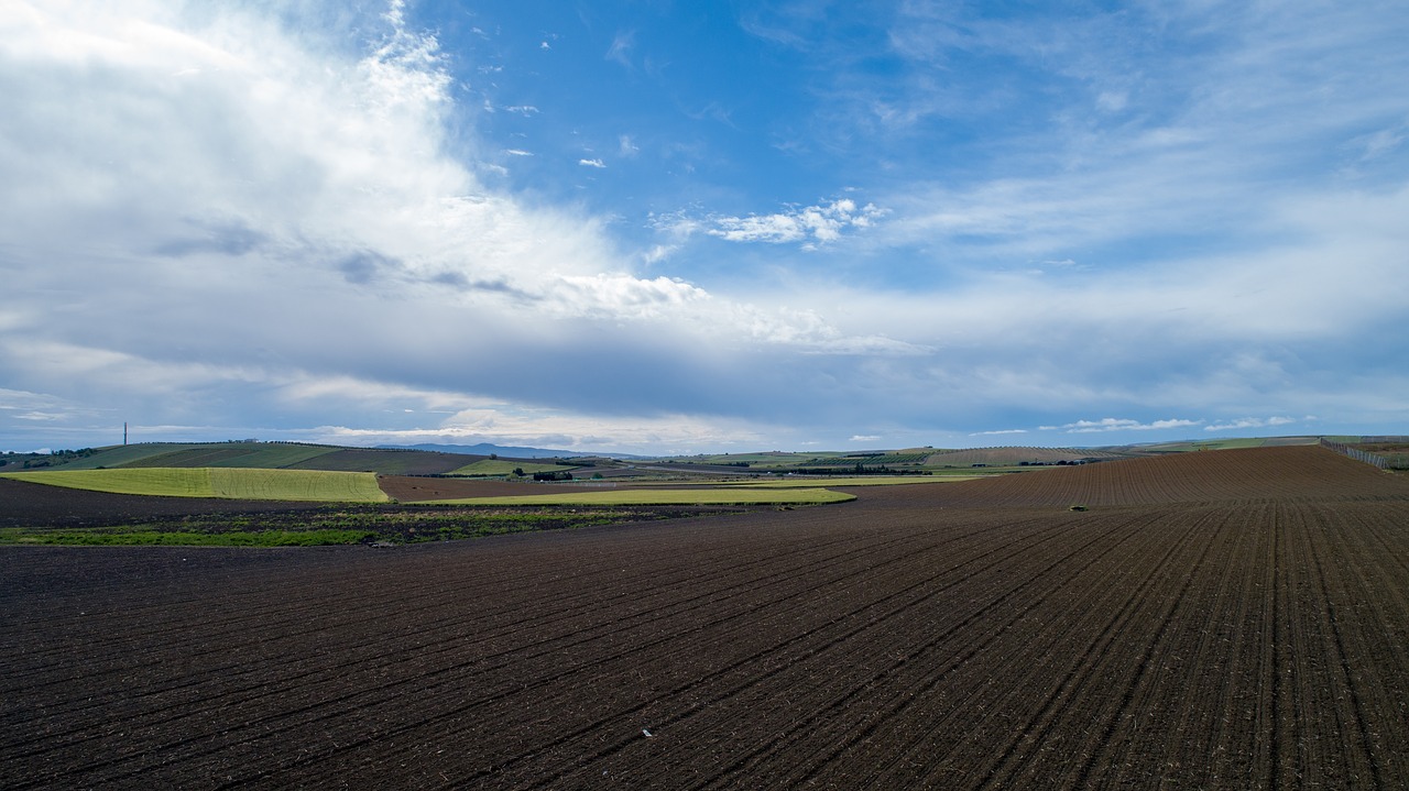 fern  agriculture  field free photo