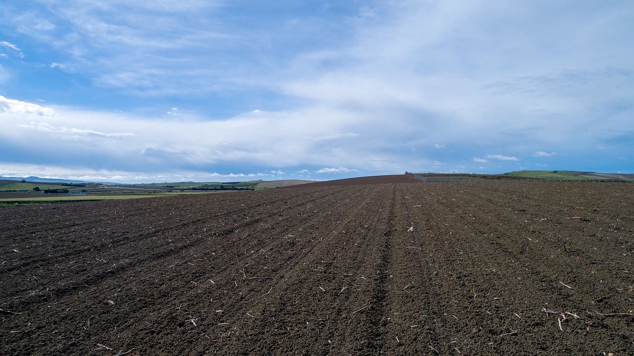 fern  agriculture  field free photo