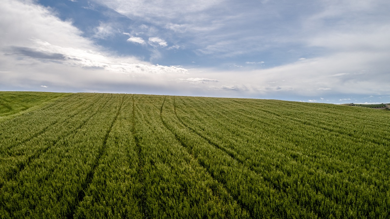 fern  agriculture  field free photo