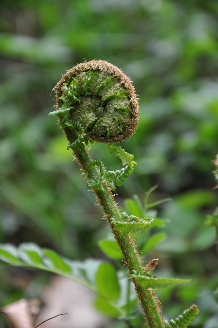 fern  fern leaf  nature free photo