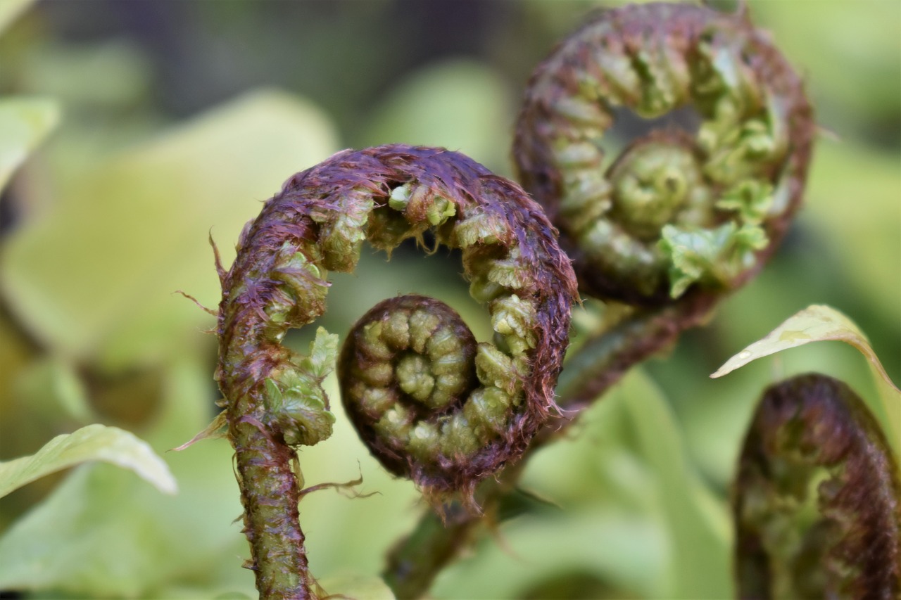 fern  fern leaf  leaf free photo