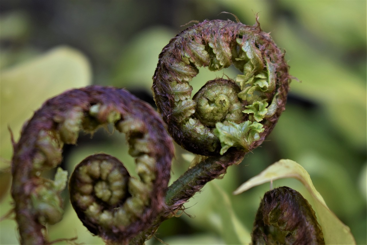 fern  fern leaf  leaf free photo